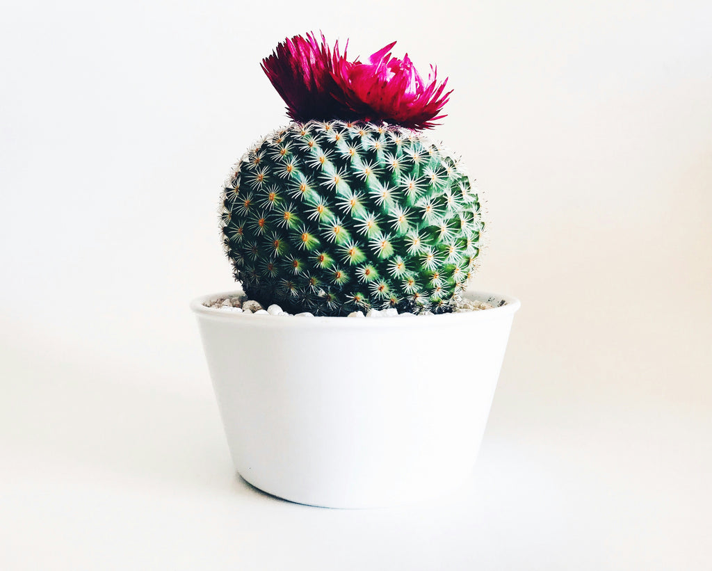 Adele Cactus