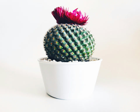 Adele Cactus